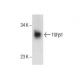 TGF beta 1 Antibody (TB21) - Western Blotting - Image 285911