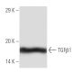 Este anticuerpo policlonal ha dejado de fabricarse. Consulta nuestro anticuerpo monoclonal recomendado <a href="tgf-beta1-antibody-3c11">TGF beta 1 (3C11)</a> (se muestran datos de muestra). western blotting image from recommended TGF beta 1 (3C11) monoclonal antibody replacement. Image 136774
