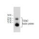 TGFβ2 Antibody (H-6) - Western Blotting - Image 155085