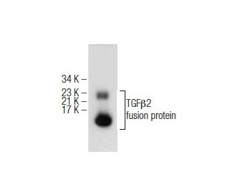 western blotting image from recommended TGF&beta;2 (H-6) monoclonal antibody replacement. Image 155085