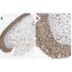 TGIF Antibody (H-1) - Immunohistochemistry - Image 31556 
