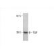 TGIF Antibody (H-1) - Western Blotting - Image 394354