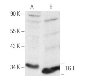 western blotting image from recommended TGIF (H-1) monoclonal antibody replacement. Image 1584