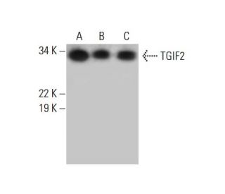 TGIF2 Antibody (G-10) - Western Blotting - Image 292017 