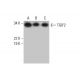 TGIF2 Antibody (G-10) - Western Blotting - Image 292017 