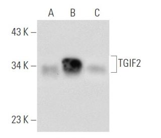 TGIF2 Antibody (H-36) - Western Blotting - Image 53623 