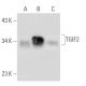 TGIF2 Antibody (H-36) - Western Blotting - Image 53623 
