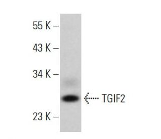 TGIF2 Antibody (G-10) - Western Blotting - Image 380853