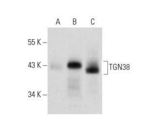 TGN38 Antibody (A-5) - Western Blotting - Image 72966 