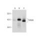 TGN38 Antibody (A-5) - Western Blotting - Image 72966 