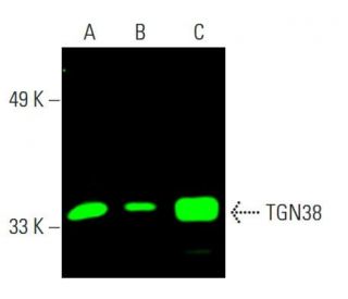 たろきち TIP60 Antibody (C-7) | SCBT - Santa Cruz Biotechnology