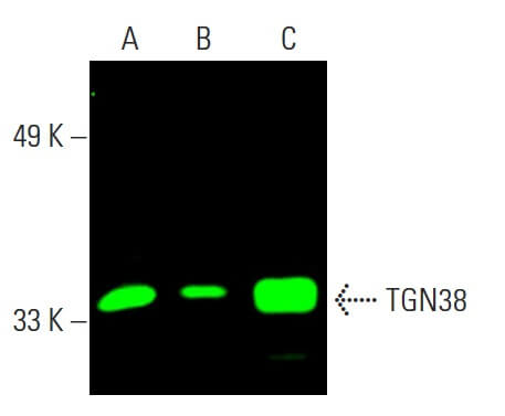 TGN38 Antibody (B-6) | SCBT - Santa Cruz Biotechnology