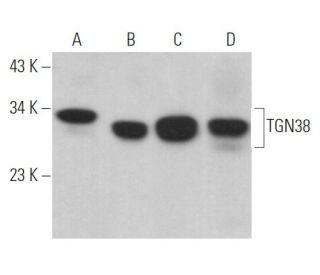 western blotting image from recommended TGN38 (B-6) monoclonal antibody replacement. Image 363058