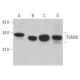 western blotting image from recommended TGN38 (B-6) monoclonal antibody replacement. Image 363058