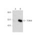 TGN38 Antibody (G-9) - Western Blotting - Image 135242