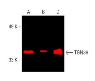 TGN38 Antibody (B-6) - Western Blotting - Image 387604