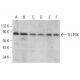 TH-POK Antibody (C-8) - Western Blotting - Image 376271 