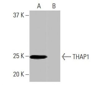 THAP1 Antibody (3H3) - Western Blotting - Image 65071