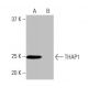THAP1 Antibody (3H3) - Western Blotting - Image 65071