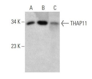 THAP11 Antibody (364CT25.4.2) - Western Blotting - Image 374591