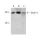 THAP11 Antibody (364CT25.4.2) - Western Blotting - Image 374591