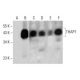THAP7 Antibody (F-7) - Western Blotting - Image 348598 