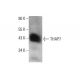 THAP7 Antibody (F-7) - Western Blotting - Image 348599