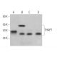 THAP7 Antibody (F-7) - Western Blotting - Image 380515 
