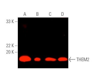 THEM2 Antibody (B-12) - Western Blotting - Image 389659 