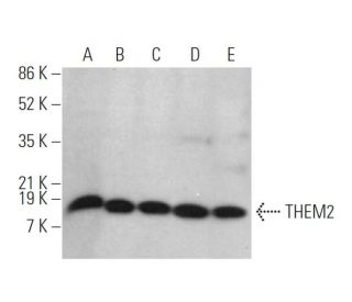 THEM2 Antibody (F-3) - Western Blotting - Image 374872 