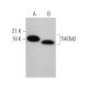 THEM2 Antibody (F-3) - Western Blotting - Image 374870 