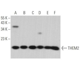 THEM2 Antibody (G-5) - Western Blotting - Image 374009 
