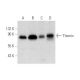Themis Antibody (A-11) - Western Blotting - Image 314158 