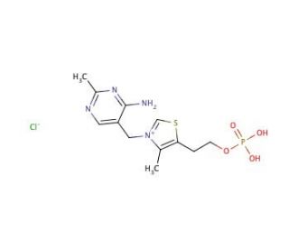 Thiamine Monophosphate Chloride Dihydrate | CAS 273724-21-3 | SCBT ...