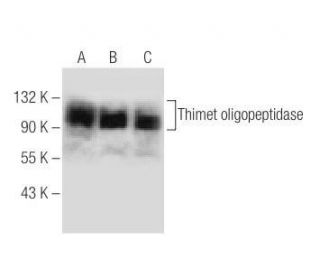 Thimet oligopeptidase Antibody (D-10) - Western Blotting - Image 281905
