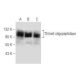 Thimet oligopeptidase Antibody (D-10) - Western Blotting - Image 281905