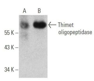 Thimet oligopeptidase Antibody (D-11) - Western Blotting - Image 356210