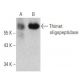 Thimet oligopeptidase Antibody (D-11) - Western Blotting - Image 356210