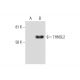 THNSL2 Antibody (D-8) - Western Blotting - Image 288971
