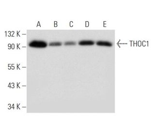 THOC1 Antibody (E-10) - Western Blotting - Image 314053 