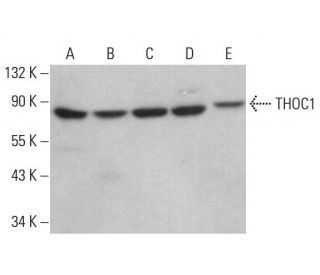 THOC1 Antibody (E-10) - Western Blotting - Image 375399