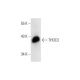 THOC3 Antibody (B-7) - Western Blotting - Image 300112