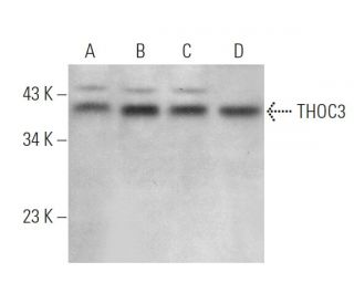 THOC3 Antibody (B-7) - Western Blotting - Image 369974 