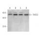 THOC3 Antibody (B-7) - Western Blotting - Image 369974 