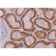 immunohistochemistry image from recommended THP (B-2) monoclonal antibody replacement. Image 370360
