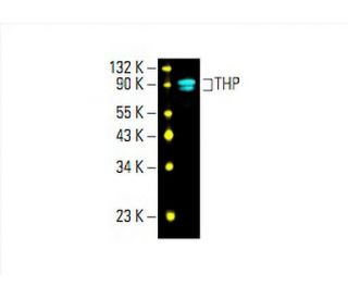 THP Antibody (B-2) - Western Blotting - Image 393418Each CRISPR/Cas9 Knockout (KO) Plasmid product consists of a pool of 3 plasmids designed to ensure identification and cleavage of a specific gene for maximum knockout efficiency. Each plasmid encodes a unique 20 nt sequence derived from the GeCKO (v2) library.