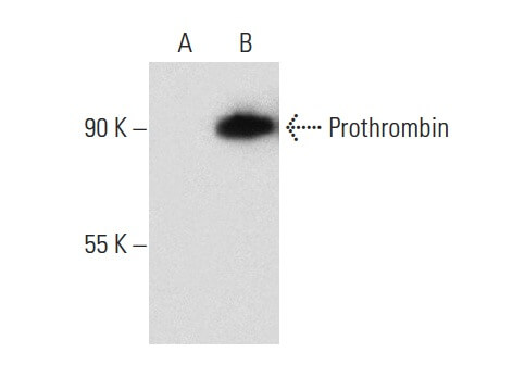 thrombin-antibody-f-1-western-