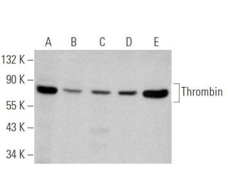 Thrombin Antibody (F-1) - Western Blotting - Image 355308 