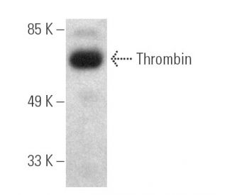 thrombin-antibody-f-1-western-