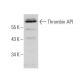 Thrombin API Antibody (B-2) - Western Blotting - Image 355280 